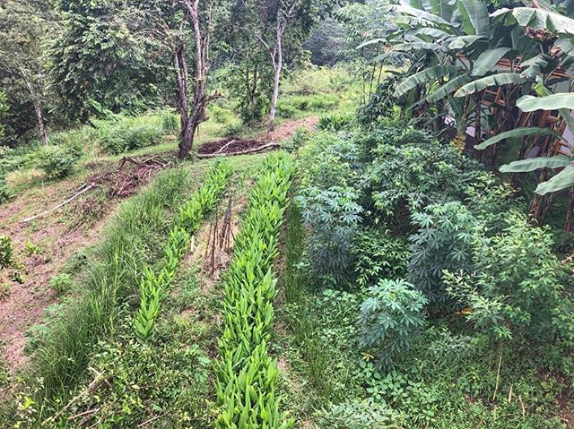 Terraces below our house🎍🏡. From the bottom up we have rows of: vetiver🌾, turmeric, then more turmeric🌱, then yucca mixed with gandul beans and guadua bamboo🎋, and finally banana 🍌 to give shade to the house. .
With time the bamboo 🎋will outgr