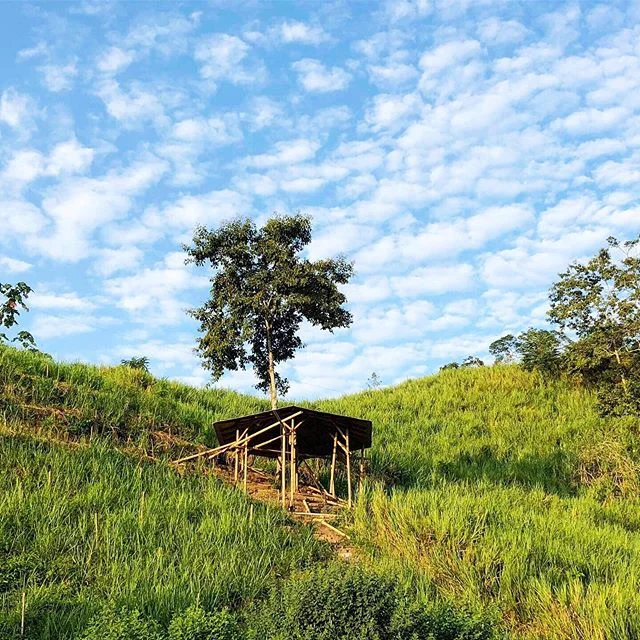 An overdue update on progress at the Institute! 
We finished our professor&rsquo;s quarters and lookout and the bamboo is as high as an elephant&rsquo;s 🐘 eye. Our Guachapeli forest is staked to grow nice and straight.  Welcome to see the progress f
