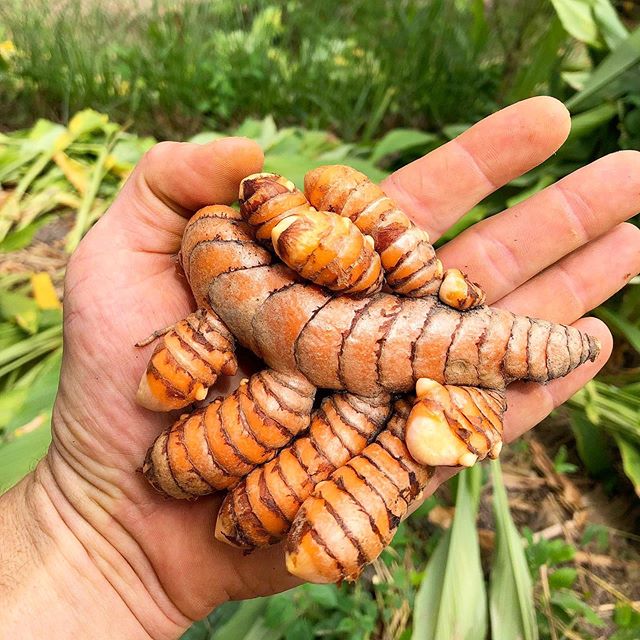 Our turmeric harvest!! For nearly two years we have been growing rounds of turmeric for our own seed stock. We aim to produce medicinal grade beyond organic turmeric on the level of 3-6 ton harvests within 2 more years. We are currently harvesting ar