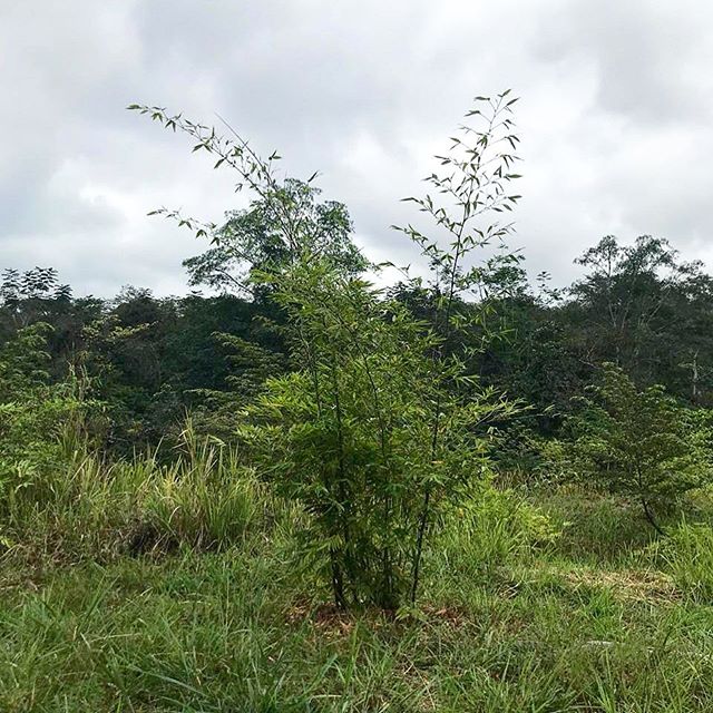 This bamboo was 8 inches tall in January of 2018. Now it is passing 15 feet! Despite growing in a former cow pasture in degraded, compacted, heavy clay soils, this guadua bamboo is reaching for the sky. We expect it to have 60-foot tall poles within 
