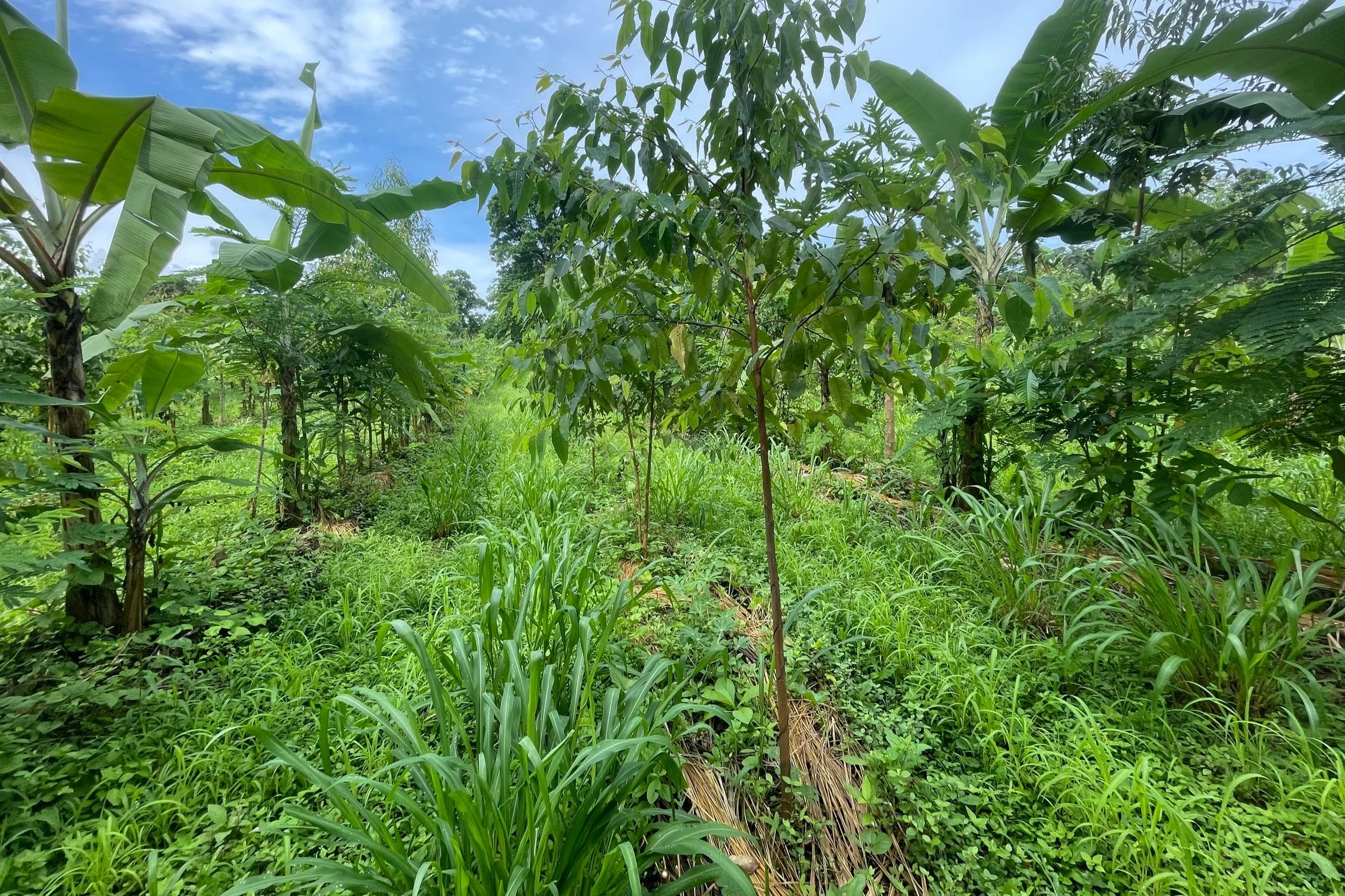 Intro to Syntropic Agroforestry