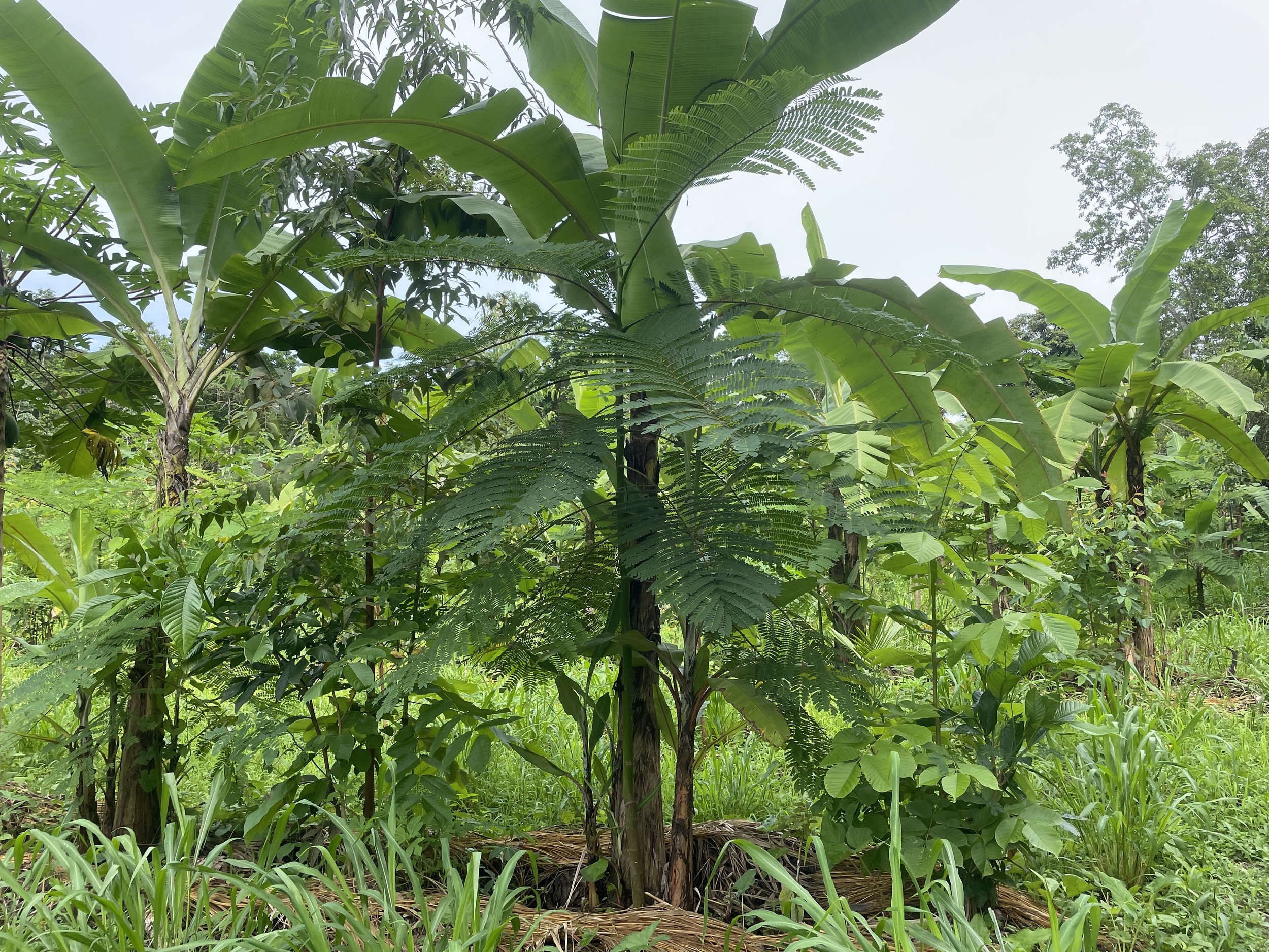 Our Syntropic Agroforestry System