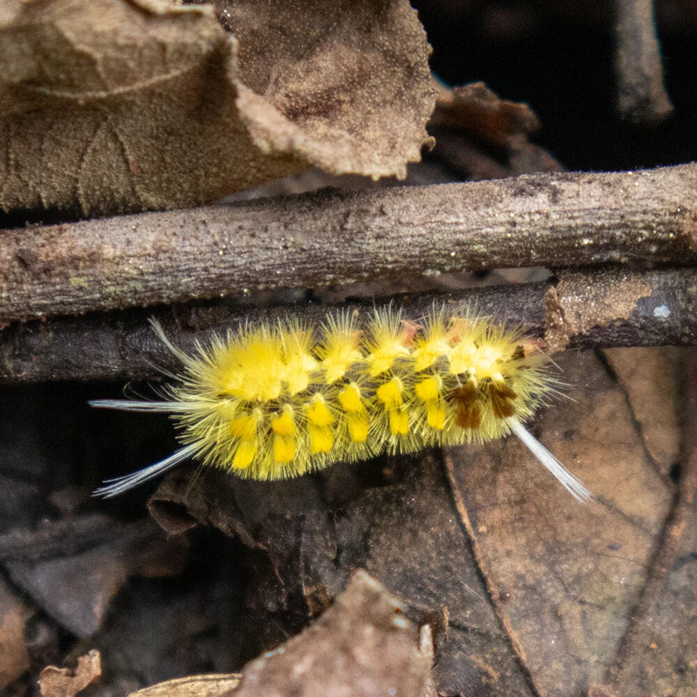 Beautiful tiny critters! Tropical rainforests are teeming with life of all shapes and sizes, and the land around our farm at @losarbolerosfarm is no exception. Bugs and reptiles are particularly attractive to the eye, despite their size; they can com
