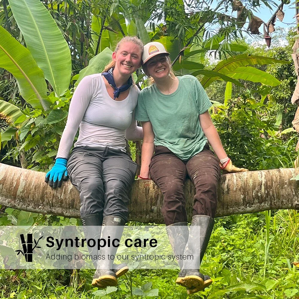 Our CalPoly group doing some syntropic care! For this group session, we focused on adding biomass to our syntropic lines. In biomass management (and generally in syntropic care), regular and strategic pruning of plants is fundamental. Pruning helps c
