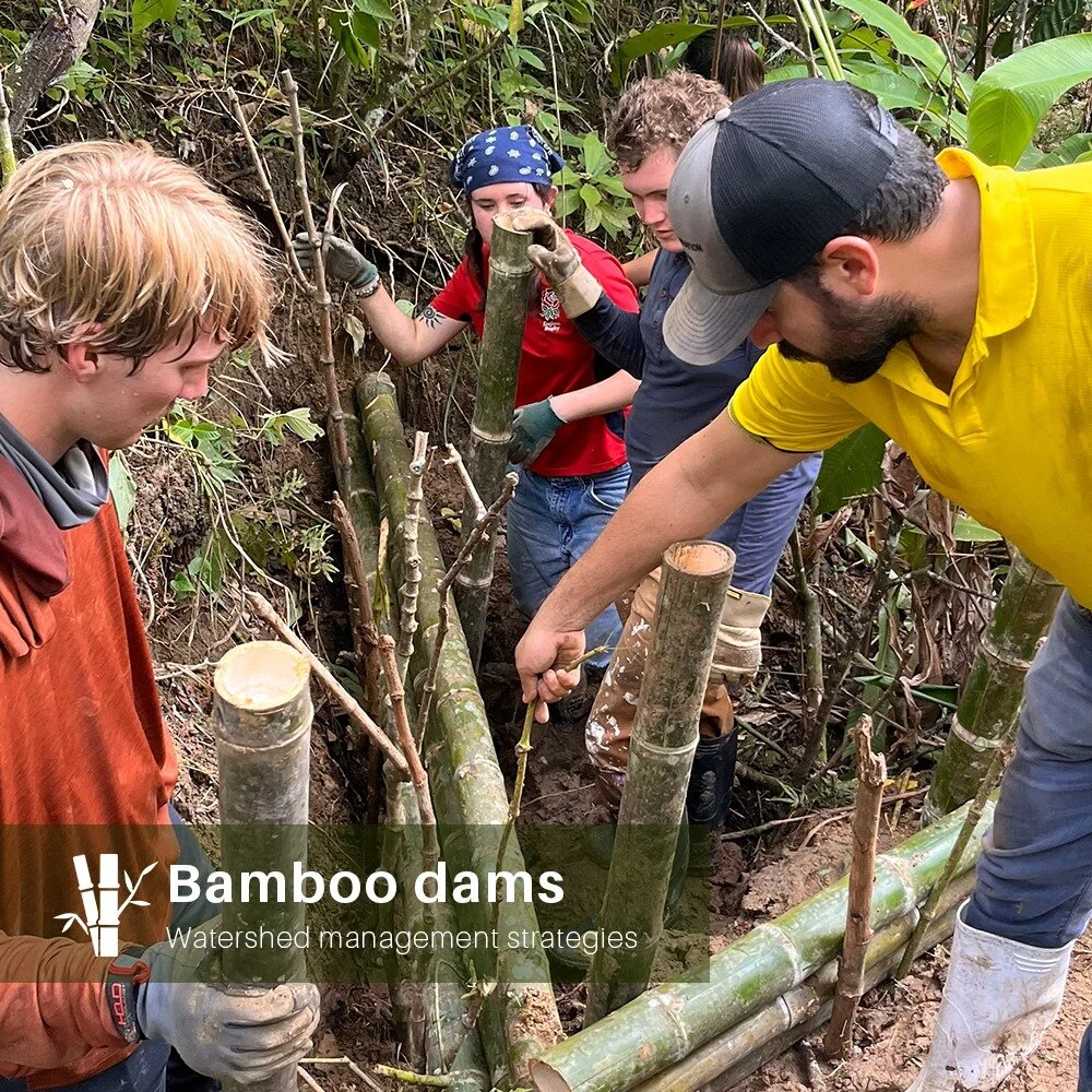 Making bamboo dams with our July 2023 CalPoly group! Guided by our one and only Montubio, Chonero and local farming expert, Kelly Zambrano @kellyraizh33 💪🌱

Our farm's soil faces some erosion issues during Ecuador's rainy season, primarily due to d