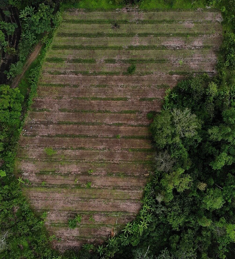 Slide to see our syntropic systems' before and after!

Syntropic I (pictures 1 and 2) - Before: 13/Dec/2021; After: 22/Oct/2023
Syntropic II (pictures 3 and 4) - Before: 03/June/2022; After: 22/Oct/2023

Our 1.7 acre (0.7 hectare) syntropic agrofores