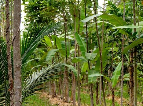 RFI&rsquo;s research of regenerative agroforestry methods led us to #syntropicfarming - a method where we capture the natural succession dynamics of the forest to speed up the soil and ecosystem regeneration process. 🌴🌳🐒🌳🌴💚🍄&zwj;🟫🧑&zwj;🌾👩?