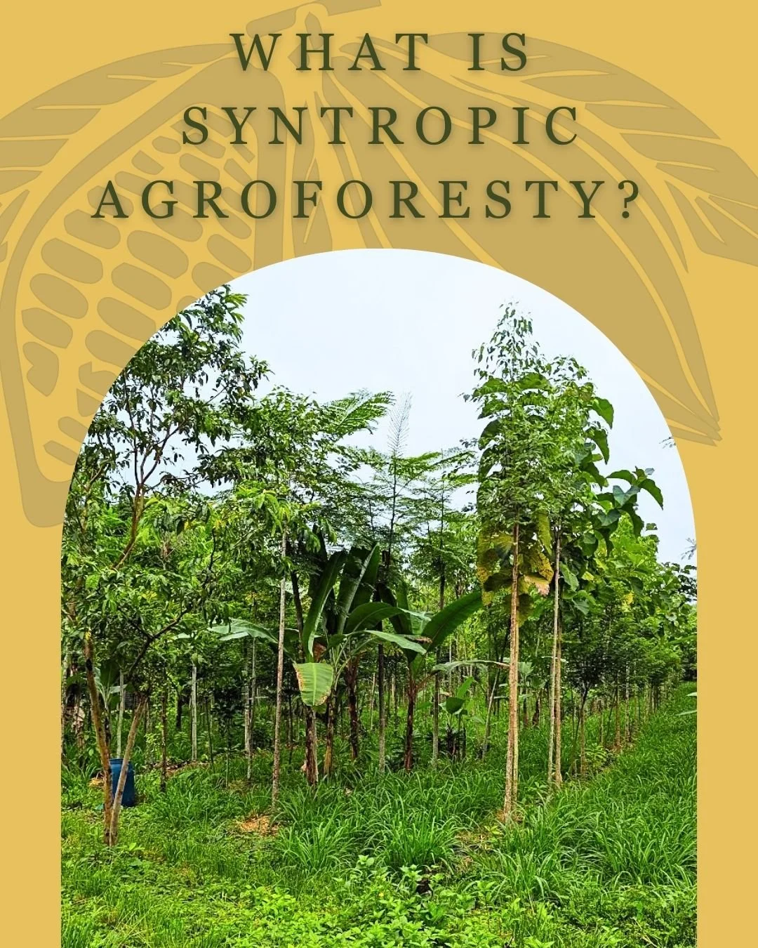 What is syntropic agroforestry?

At Los Arboleros Farm, cacao is the star of the show; intended to be the main crop on the farm once the saplings are mature. In the farm's syntropic systems you will find a diverse collection of plants that serve diff