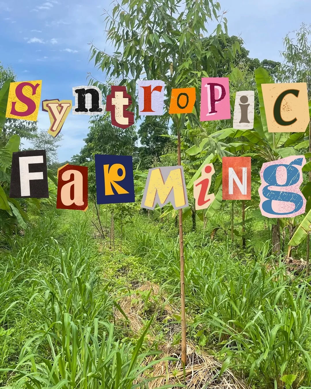 what is syntropic farming? swipe to learn more! 

this is one of the biggest concepts you will learn on your week long trip to ecuador this spring. not only will you learn all about this practice but you will be able to do hands on workshops to apply