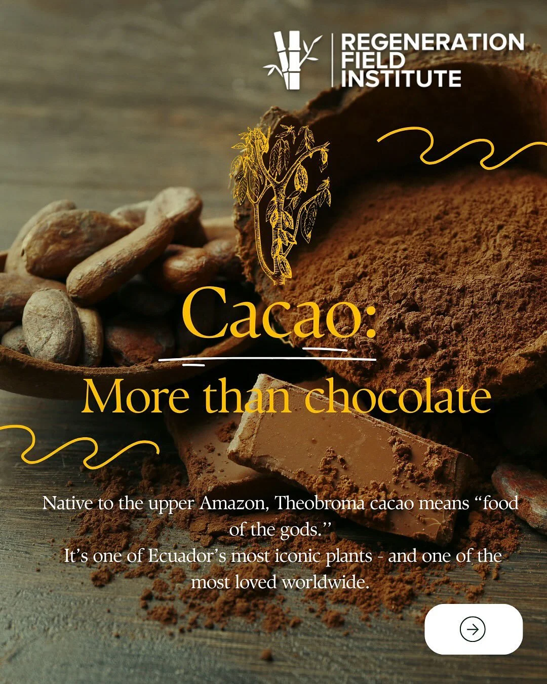 Chocolate starts with regeneration 🌱🍫
At RFI, Theobroma cacao is more than a treat - it&rsquo;s a tool for transformation.

Through agroforestry, cacao restores soil, supports biodiversity, and empowers local communities in Ecuador. It&rsquo;s a pe