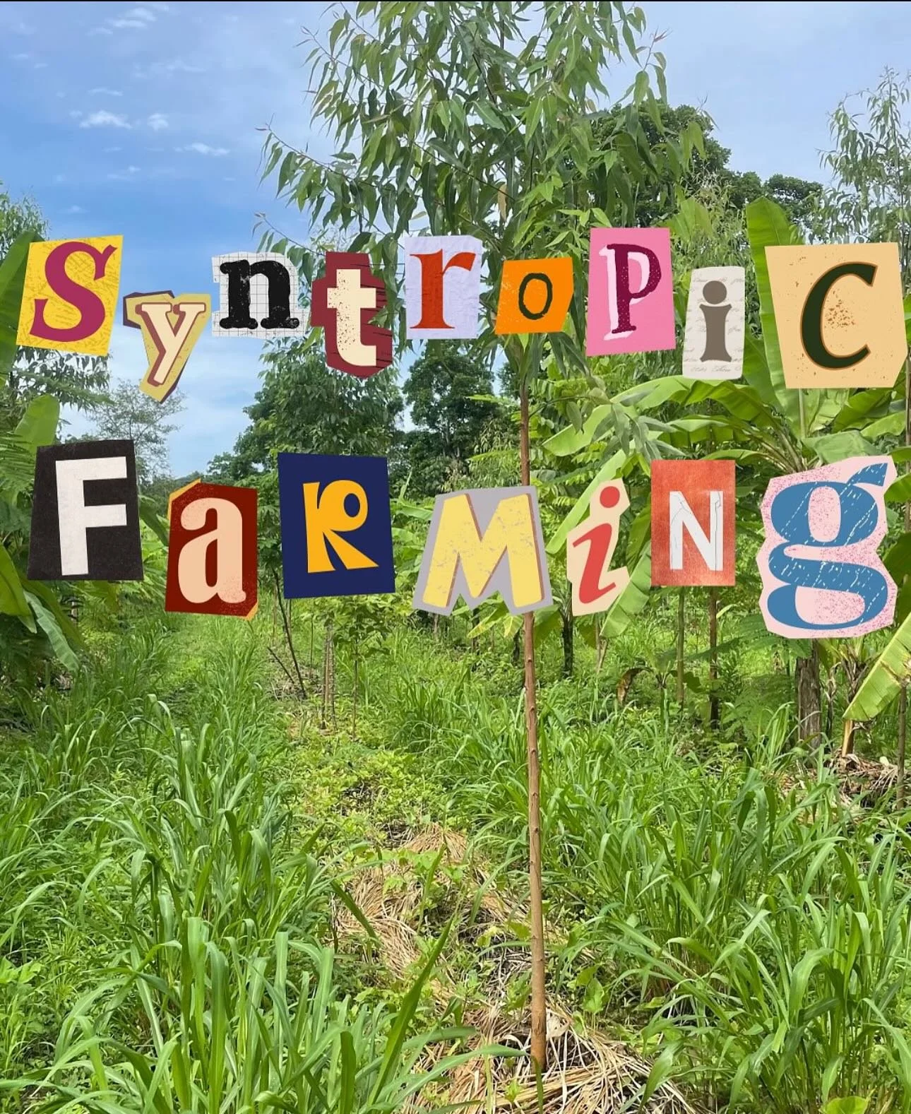 What the heck is syntropic agroforestry &amp; why does RFI love this practice so much ? 🤔💭 SWIPE to find out ! 💚

slides credit : @uvm.regeneration 🫶🏽