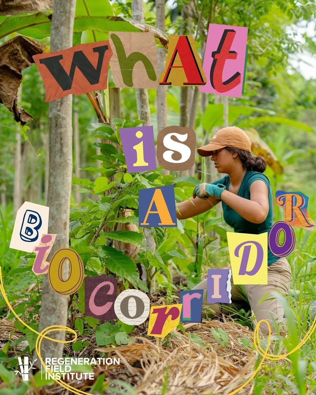 What is a bio corridor?🌱 Join MSUxRFI to restore the unique biodiversity of coastal Ecuador! 

#grow #green #msu #sustainability #ecuador #studyabroad #adventure #explore #agroforestry