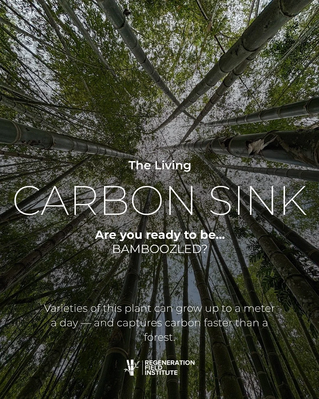 Welcome to Bamboozled&mdash;our new series exploring the power of bamboo to heal our planet.

Bamboo might just be the most underestimated climate ally on Earth. 🌱

Each year, a single hectare of mature bamboo can absorb up to 12 metric tons of CO₂,