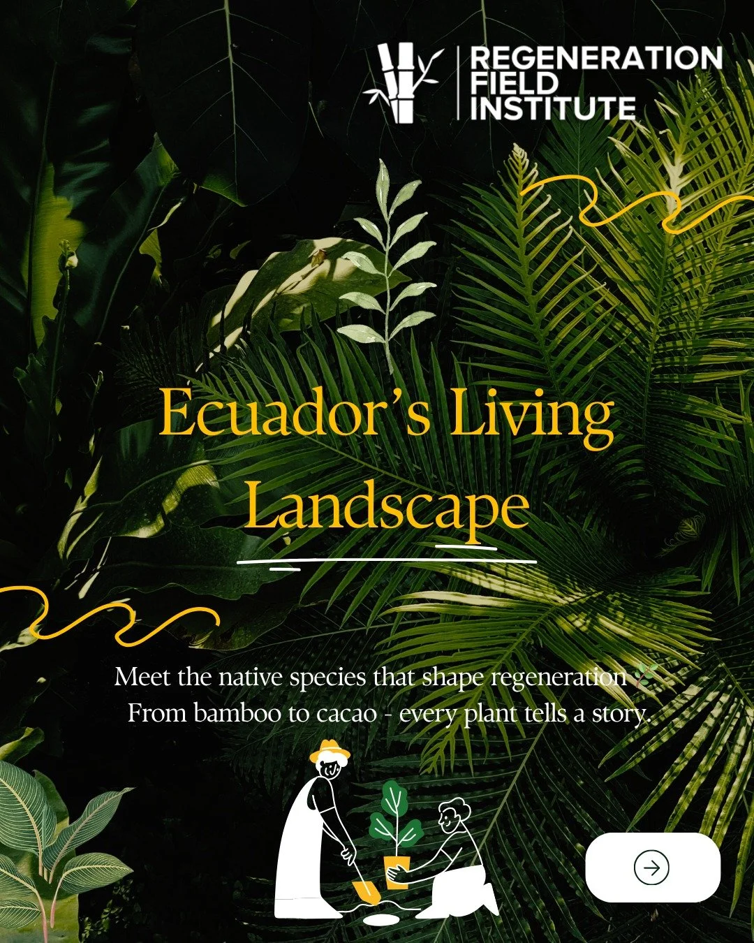 🌿 Ecuador&rsquo;s Endemic Plants in Action!
From Guadua Bamboo to Nacional Cacao, these native species are at the heart of our regenerative work. 🌱

During our Program, students got hands-on experience with these plants - learning how they build, h