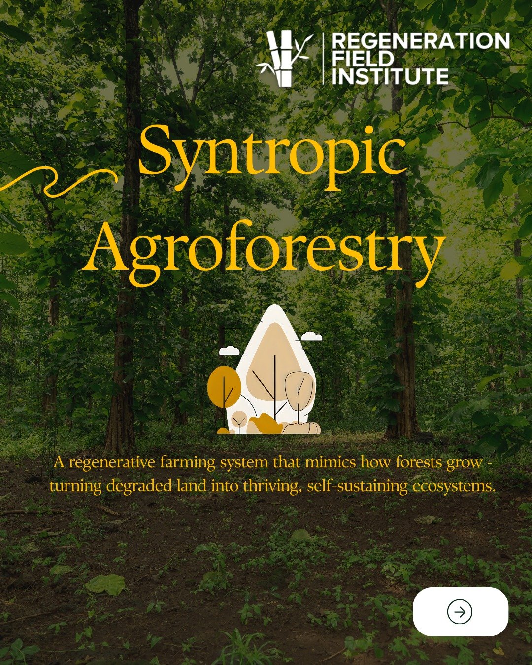 What if farming could heal the planet instead of harm it? 🌍
That&rsquo;s the idea behind Syntropic Agroforestry - a regenerative approach that mimics natural forest growth to restore soil, enhance biodiversity, and create climate-resilient landscape