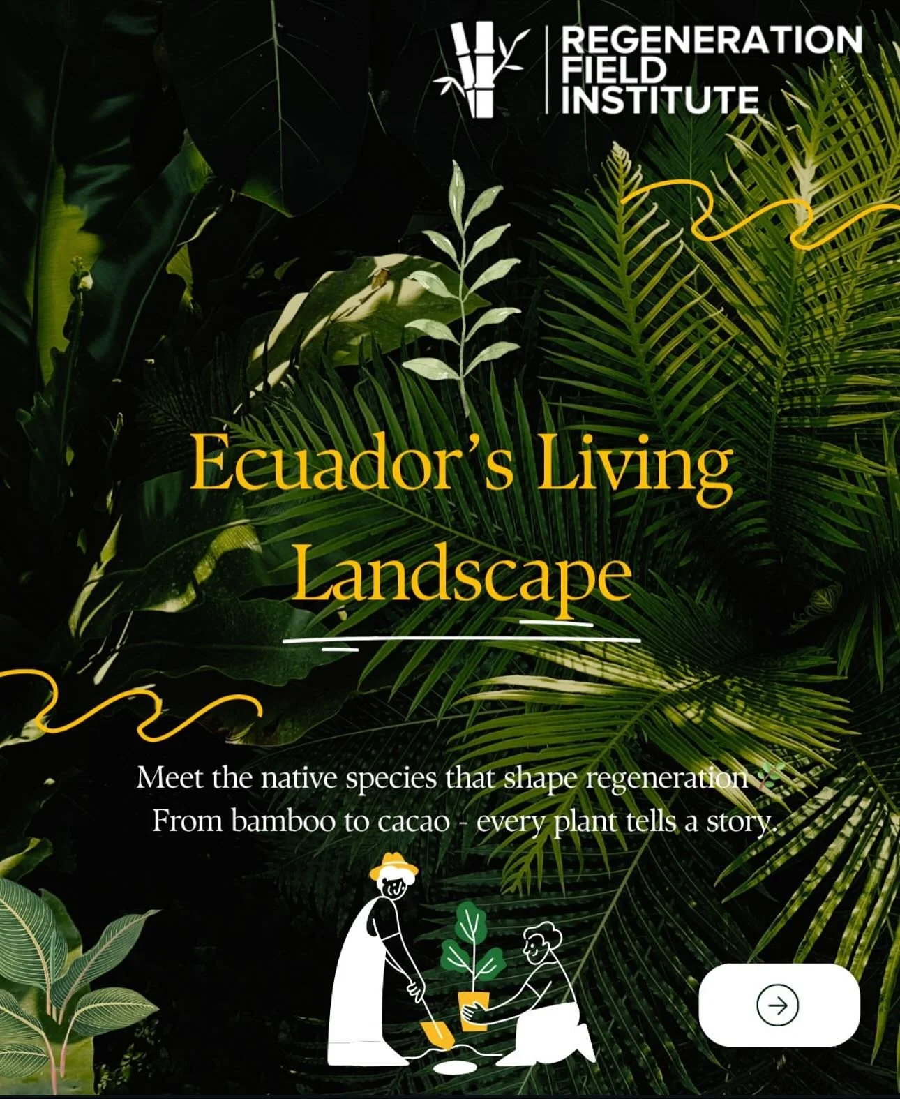 💛 Swipe to learn more about the amazing Plantae kingdom that rules Ecuador !! 🇪🇨 

slides credit : @gatech.regeneration