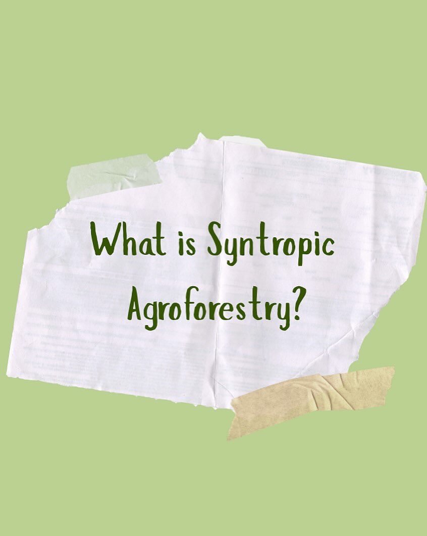 RFI practices syntropic agroforestry at Los Arboleros farm, but what is it?