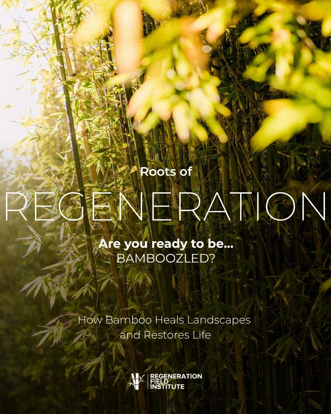 Bamboo doesn&rsquo;t just grow &mdash; it heals.

Across the tropics, millions of hectares of land lie degraded &mdash; eroded, deforested, stripped of life.

But bamboo can bring them back.

Its dense root network binds soil, slows water runoff, and
