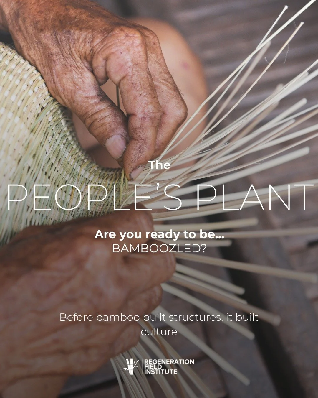 Welcome back to Bamboozled, our series exploring how bamboo is transforming the way we build, design, and restore our planet. 🌿

This week, we&rsquo;re exploring a different layer of regeneration &mdash; the cultural one.

Because when we talk about