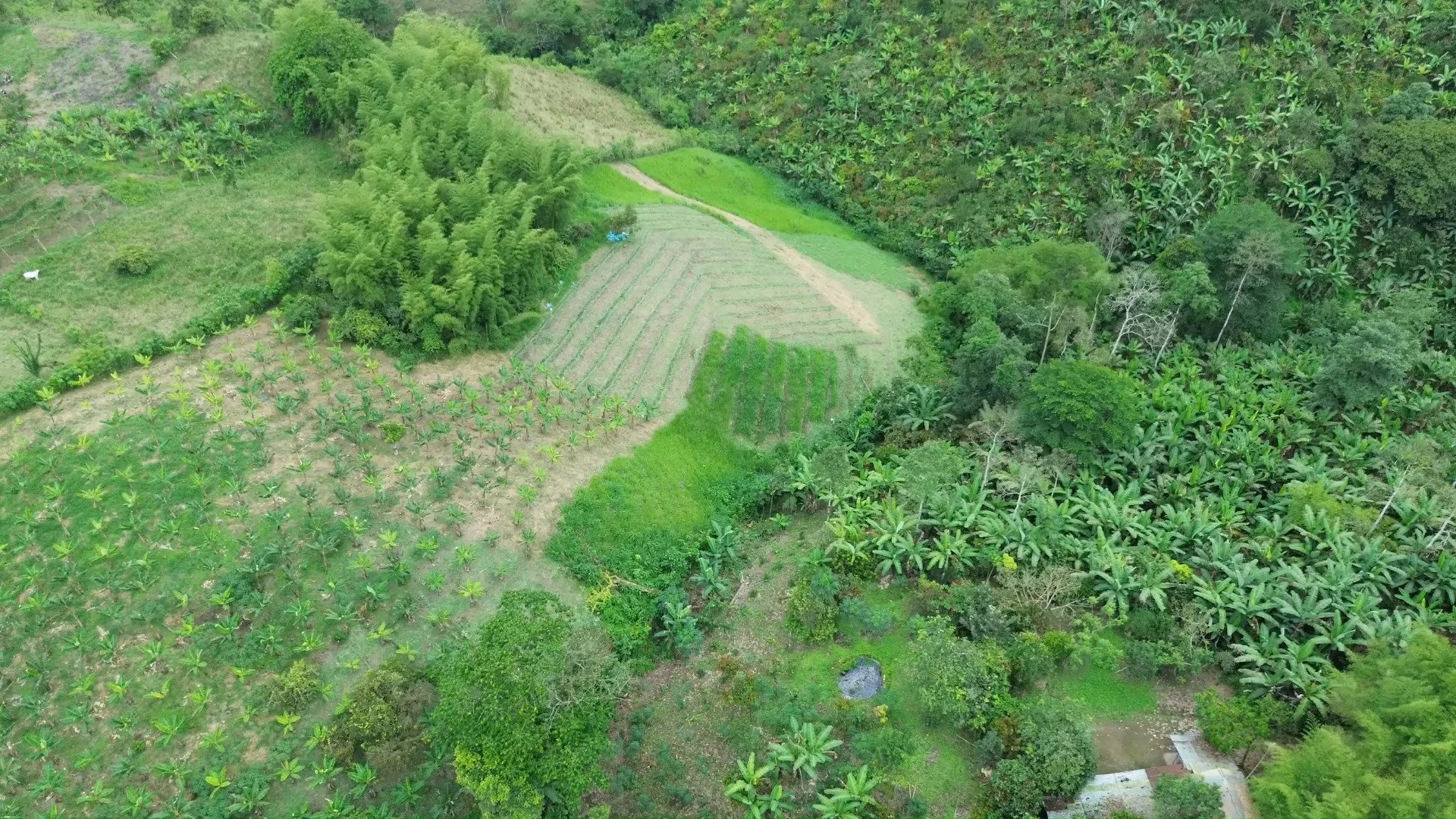 From above, the next phase of the Farmer Field School begins to take shape.

These are the expanded agroforestry systems of our farmer-promoters &mdash; leaders from previous cycles who now guide other farmers from their own communities through the p