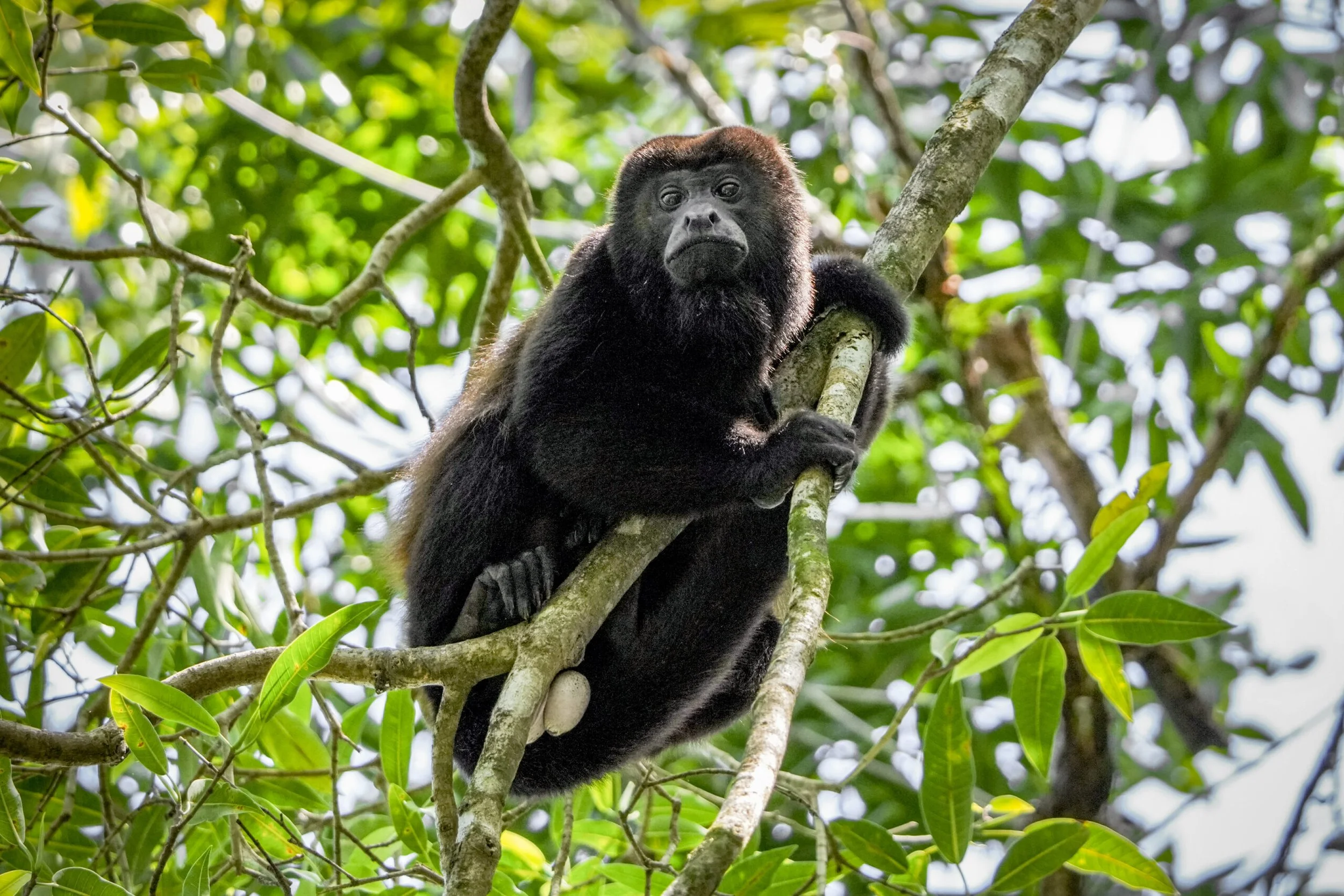 Alouatta palliata.jpg