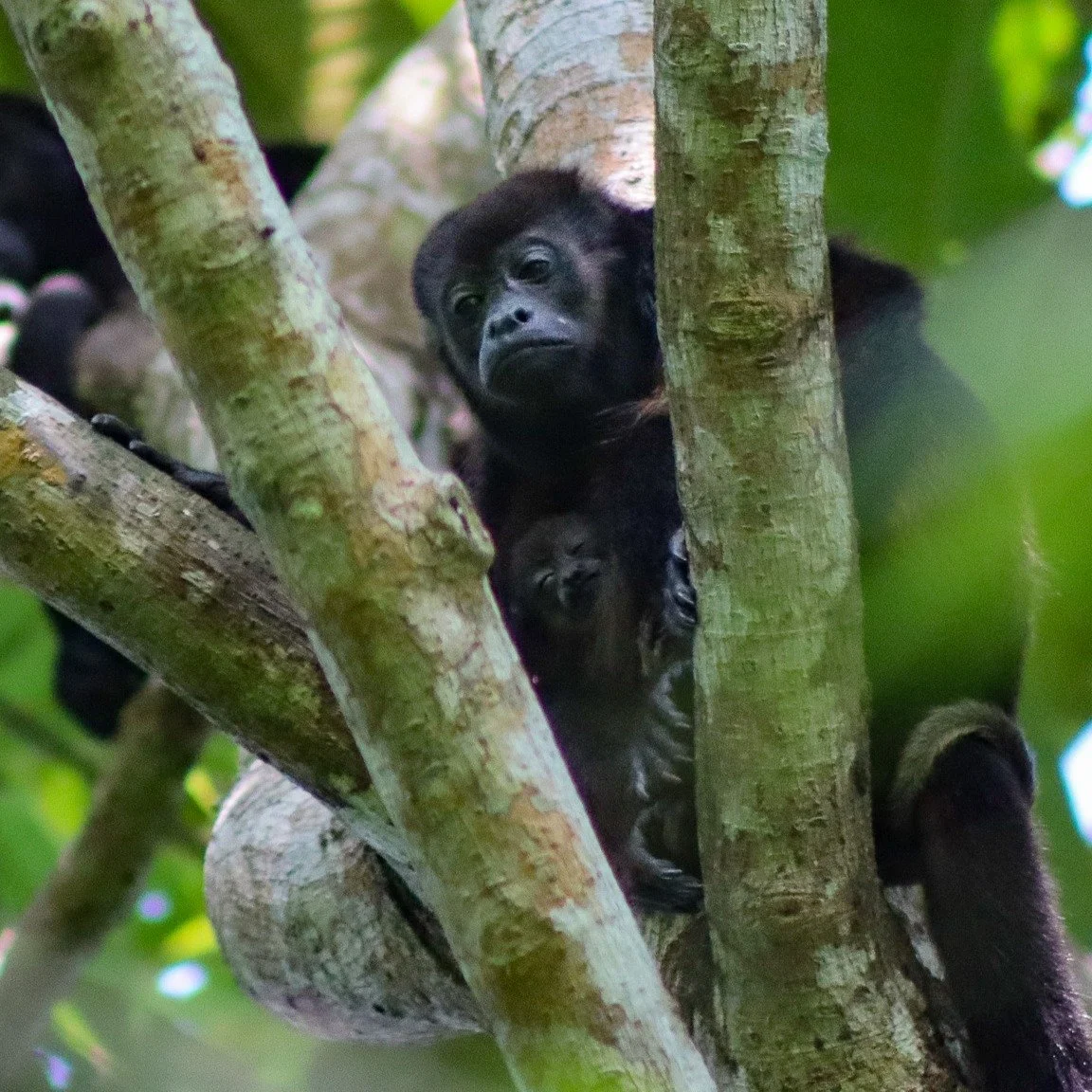 Four weeks into RFI&rsquo;s fellowship, field observations and raw data are being turned into tools and deliverables for continued use beyond the cohort.

Our Wildlife, Ecology, and Conservation team has finalized its howler monkey monitoring and is 