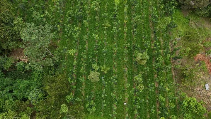 At Los Arboleros Farm in Manab&iacute;, Ecuador, our agroforestry systems have been shaped by a continuous effort to plant, prune, maintain, and observe what is happening within them.

Over the past eight years, our continuous experimentation and ref