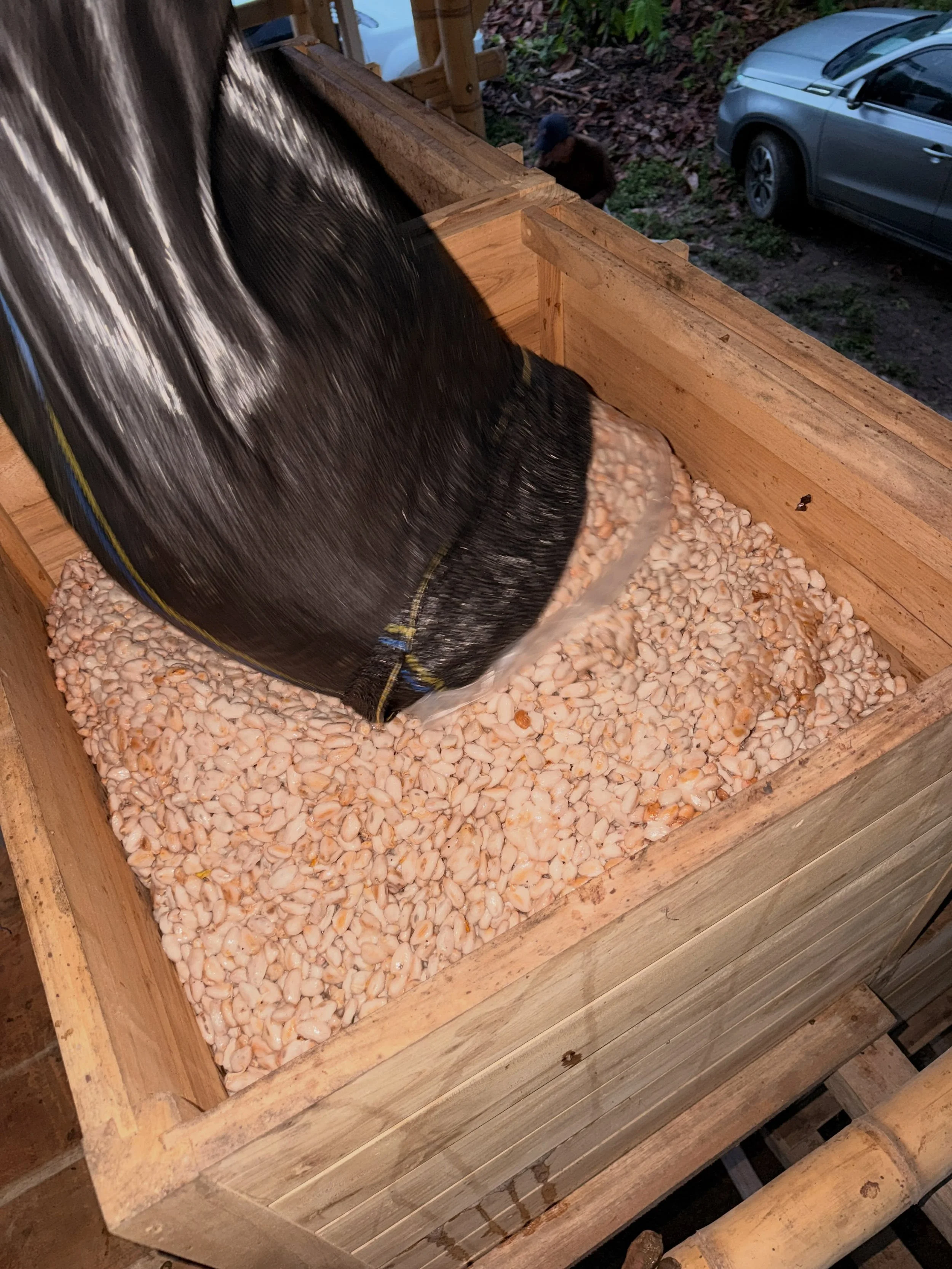 Fresh cacao seeds arrive ready for fermentation!

At Los Arboleros Farm, we&rsquo;re exploring this key step in producing high-quality chocolate in partnership with Tierra Viva. Tierra Viva works to connect farmers from our Farmer Field School and ot