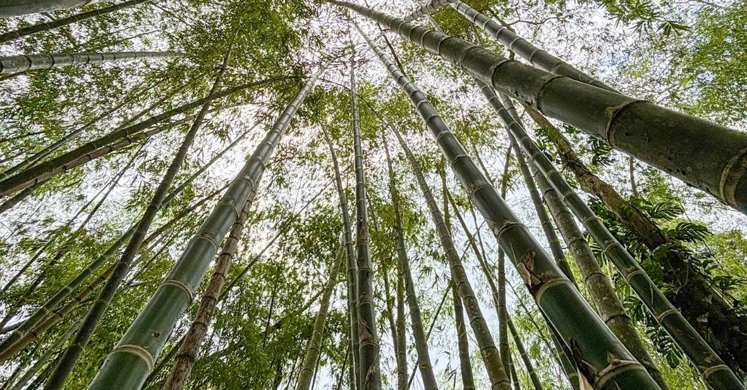 Bamboo has many jobs.

As a building material, it is strong, lightweight, rapidly renewable, and capable of producing structural culms within just a few years.

In the landscape, its dense root systems help stabilize soil and support the recovery of 