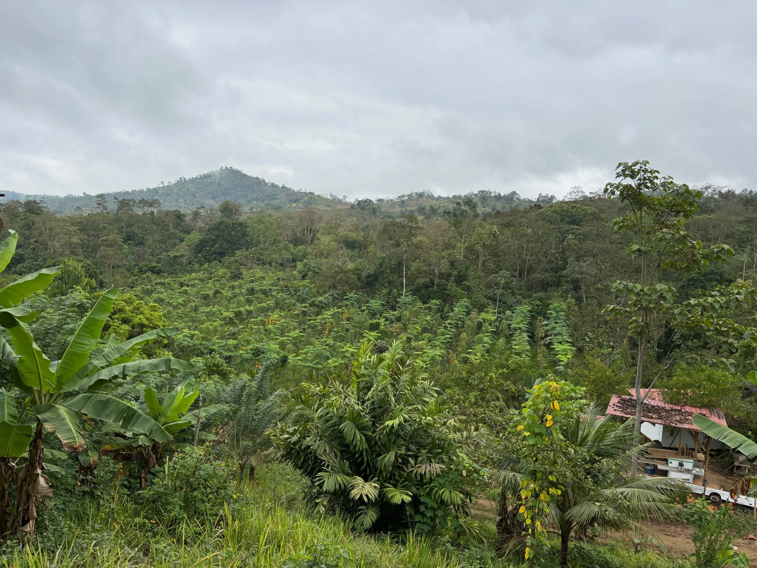 As El Ni&ntilde;o brings extreme weather conditions across the Pacific, the importance of building climate-resilient landscapes becomes increasingly clear.

Our agroforestry systems at Los Arboleros Farm are demonstrating what resilience looks like i