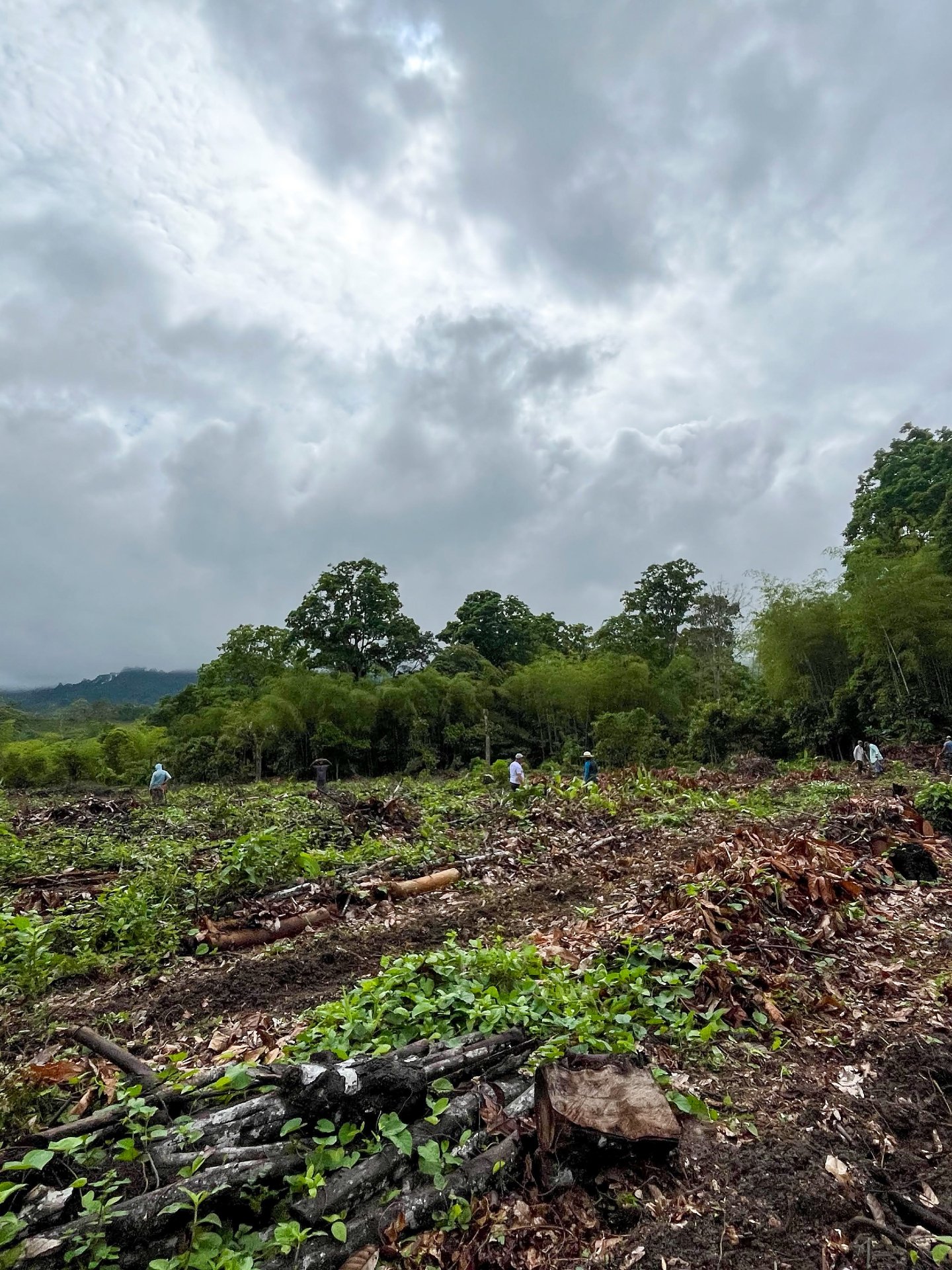 In our new syntropic agroforestry system, we&rsquo;re chipping biomass and spreading it along future planting rows. Applied as surface mulch, this material reduces evaporation and protects the soil from direct raindrop impact.

The biomass also suppl