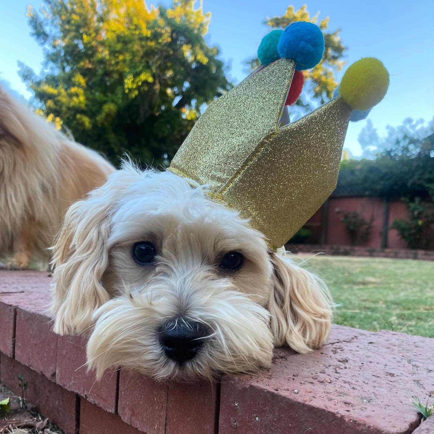 Happy first birthday to the most adorable, most fluffy, jerk of a dog I know! #Atlas