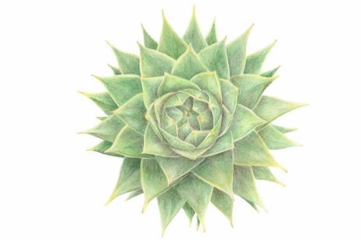 Araucaria.jpg