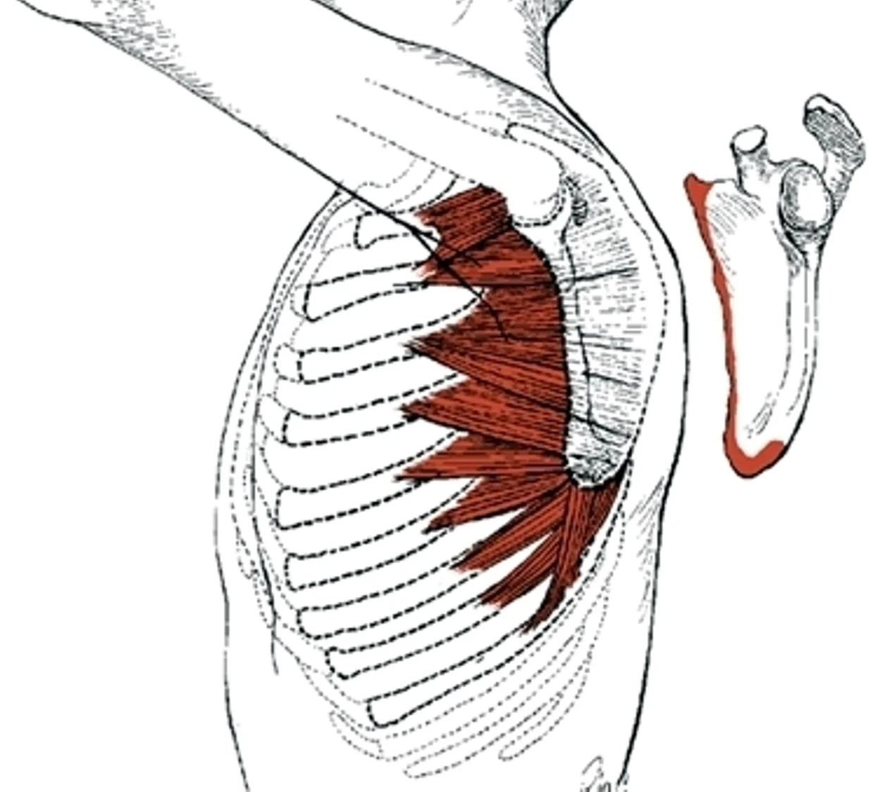 Muscles that Push.jpg