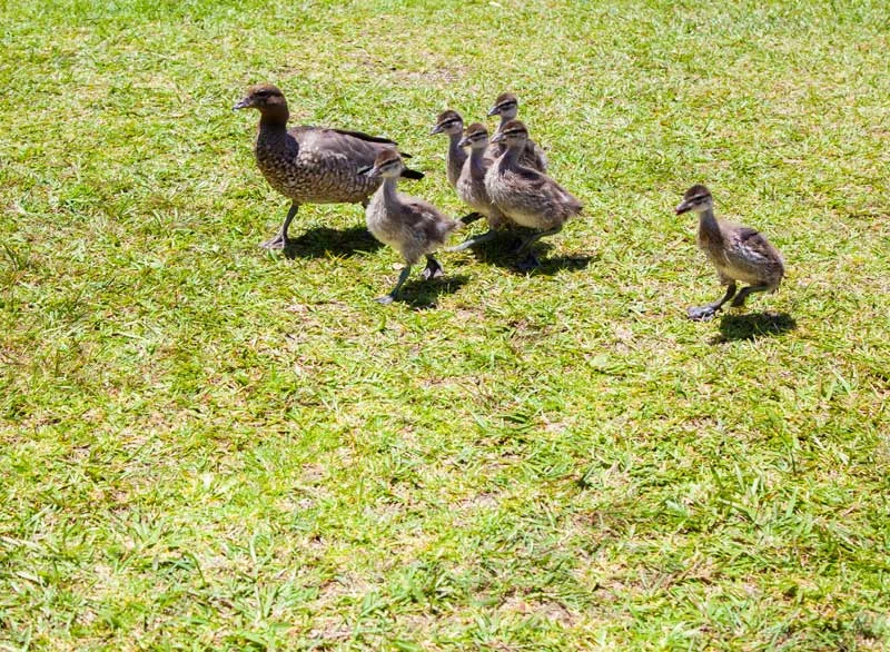 If you visited on the day you may have spotted this darling little duck family