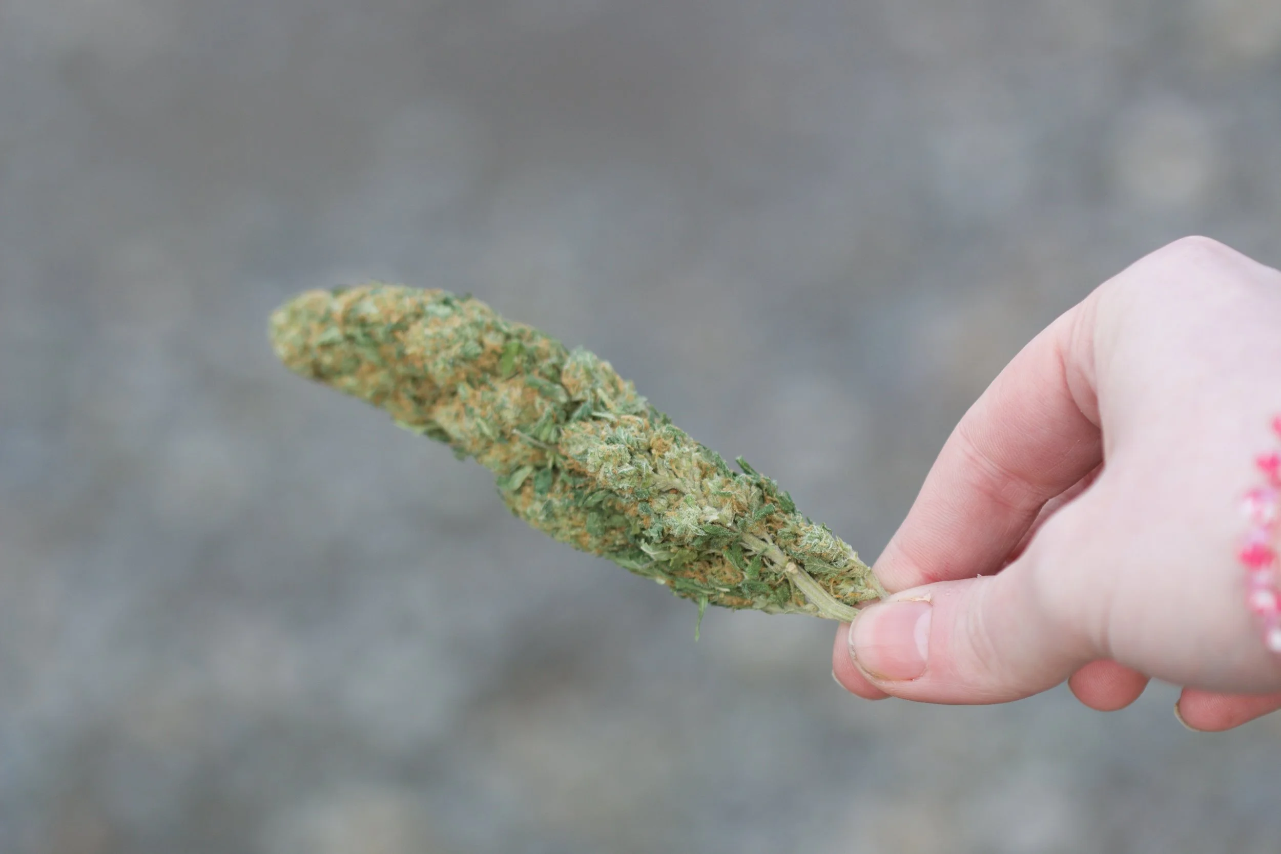 Maddie’s health has improved throughout her life due to exposure to a cannabis cola (full flowering plant).