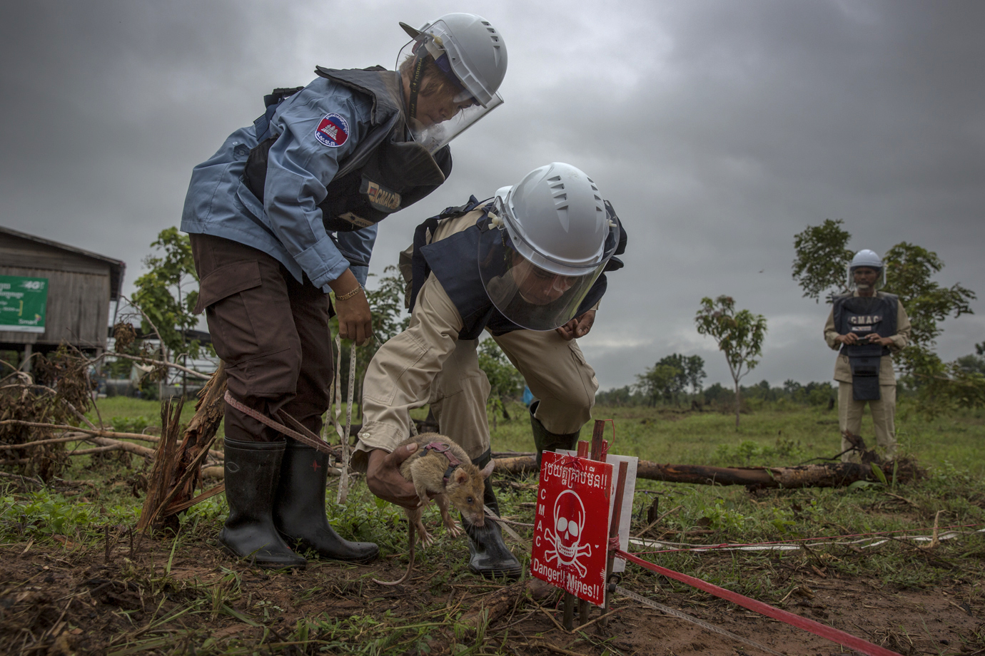  A rat is locating land mines / Cambodia - 2016 