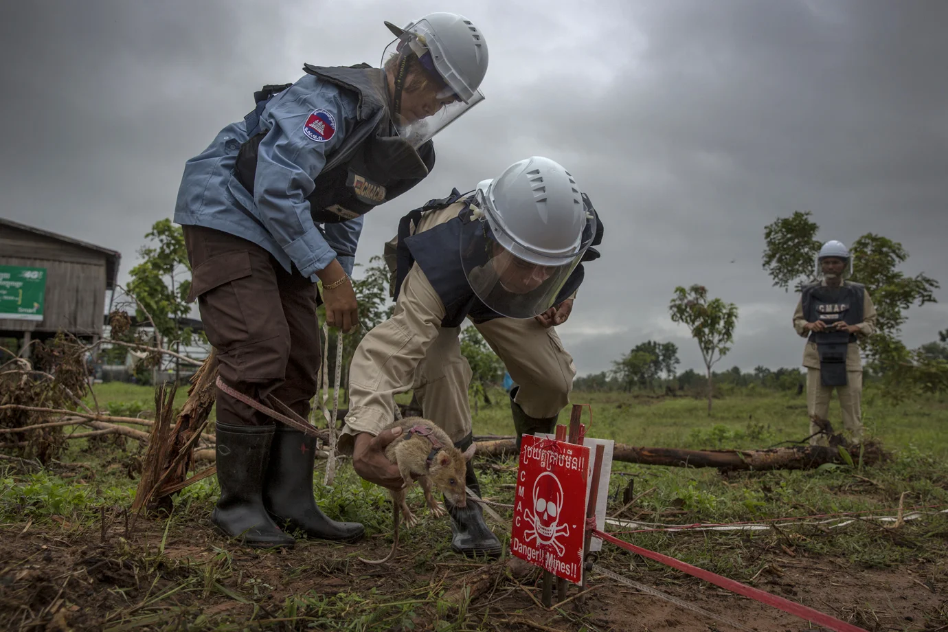 A rat is locating land mines / Cambodia - 2016
