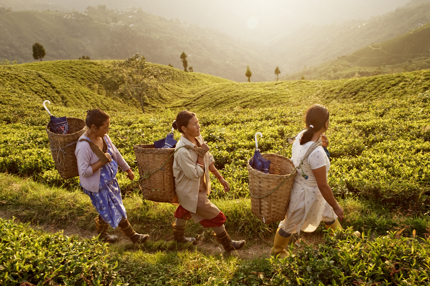  Te plantagen, Darjeeling / India 