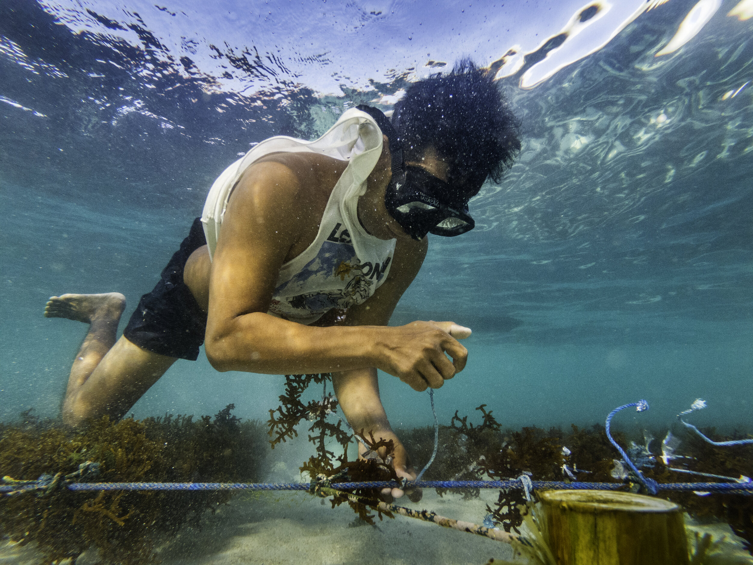  At an underwater farm, algae are grown on long rows tied to ropes in Nusa Lembongan / Indonesia- 2019 