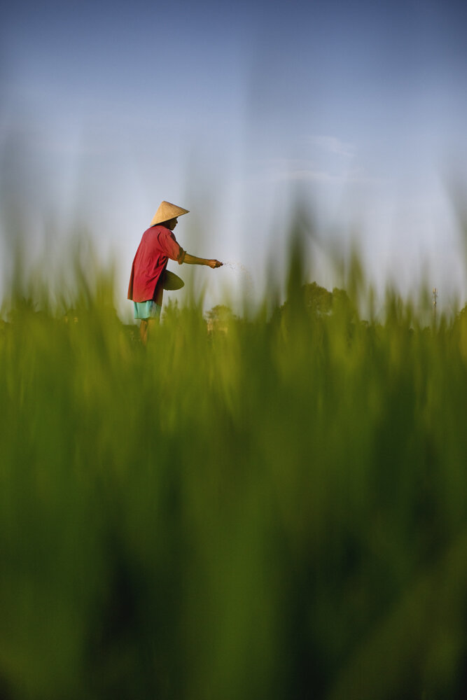  Vietnamese rice farmer. 