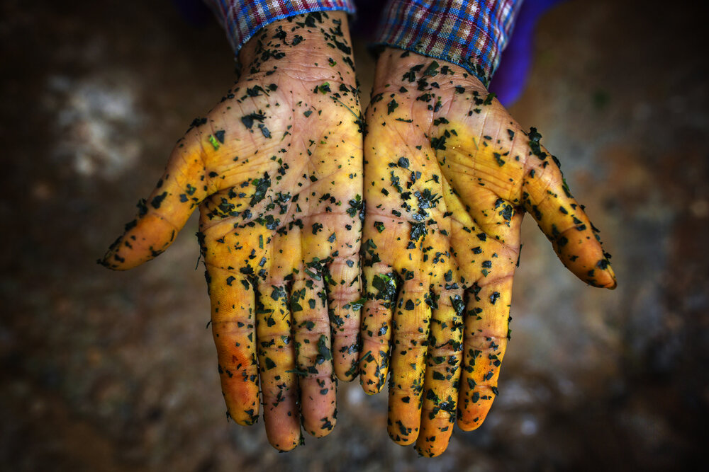  Organic dyeing/ Thailand. 