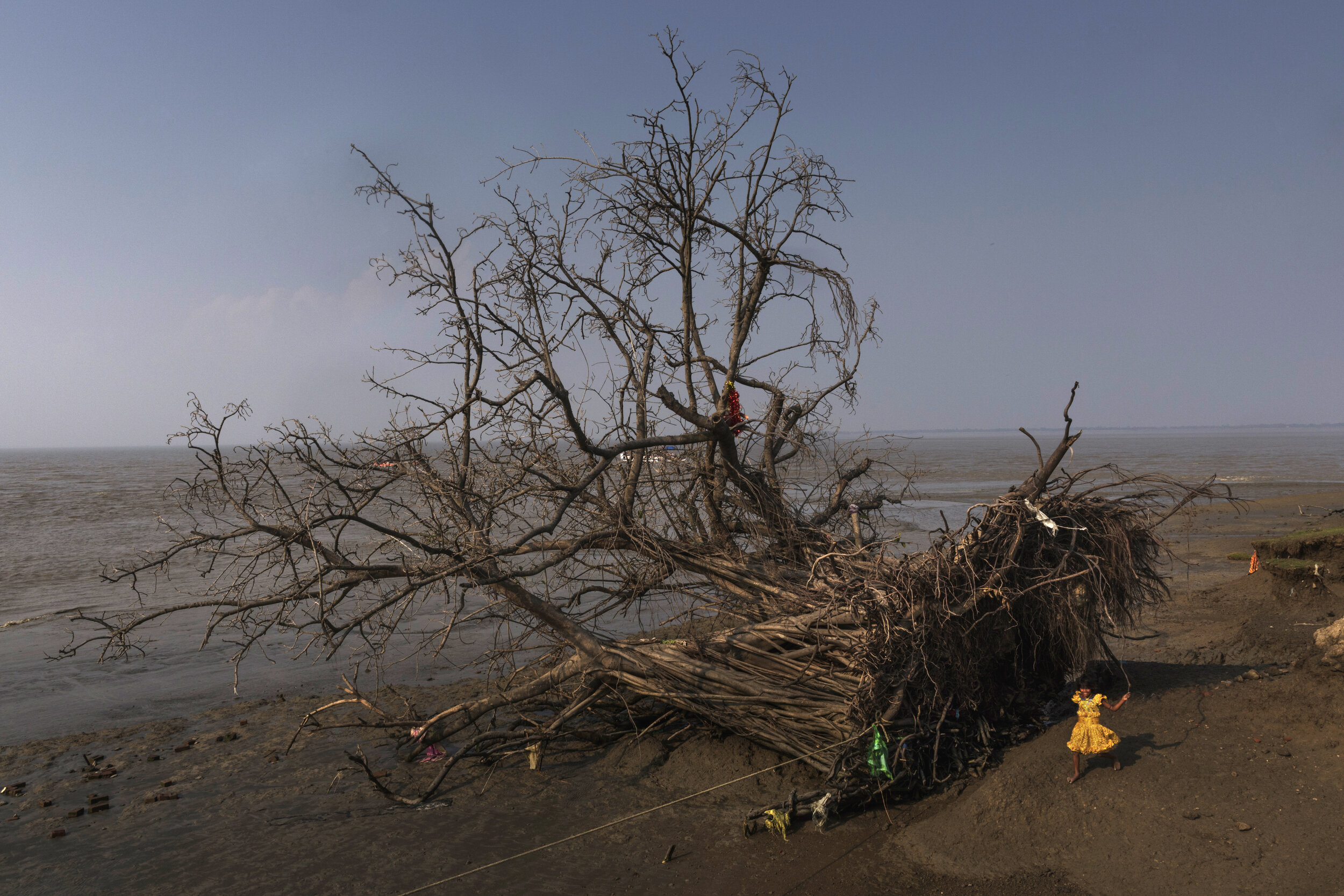  A tree has collapsed due to erosion. The erosion that is taking place in Sundarbans is considered to be the fastest in the world/ India- 2019 