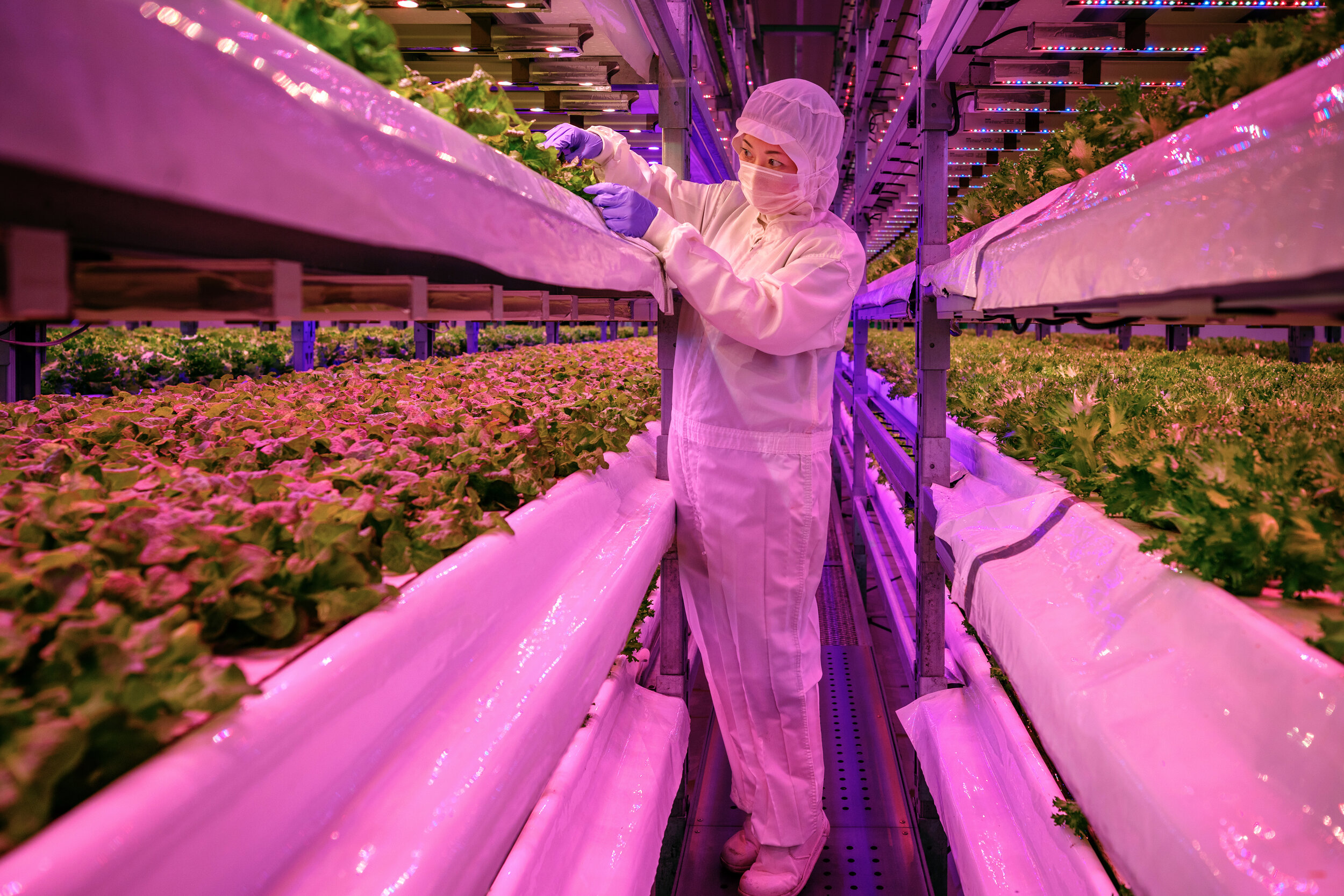  The vertical farm Innovatus is developing the food supply of the future through data-driven lettuce cultivation and tailor-made LED light recipes / Japan - 2019 