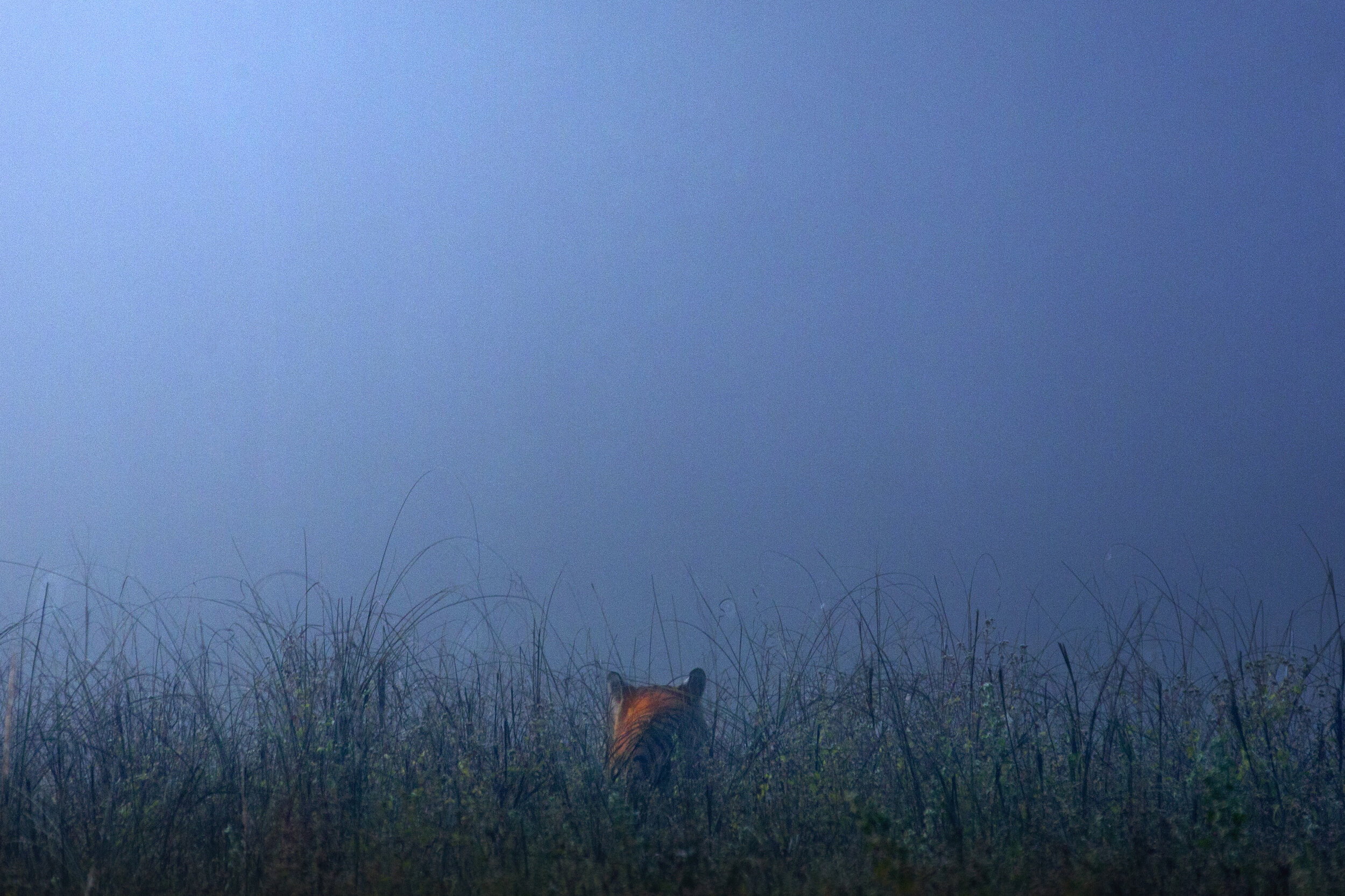  A tiger hides in the grass in Kanha national park / India. 