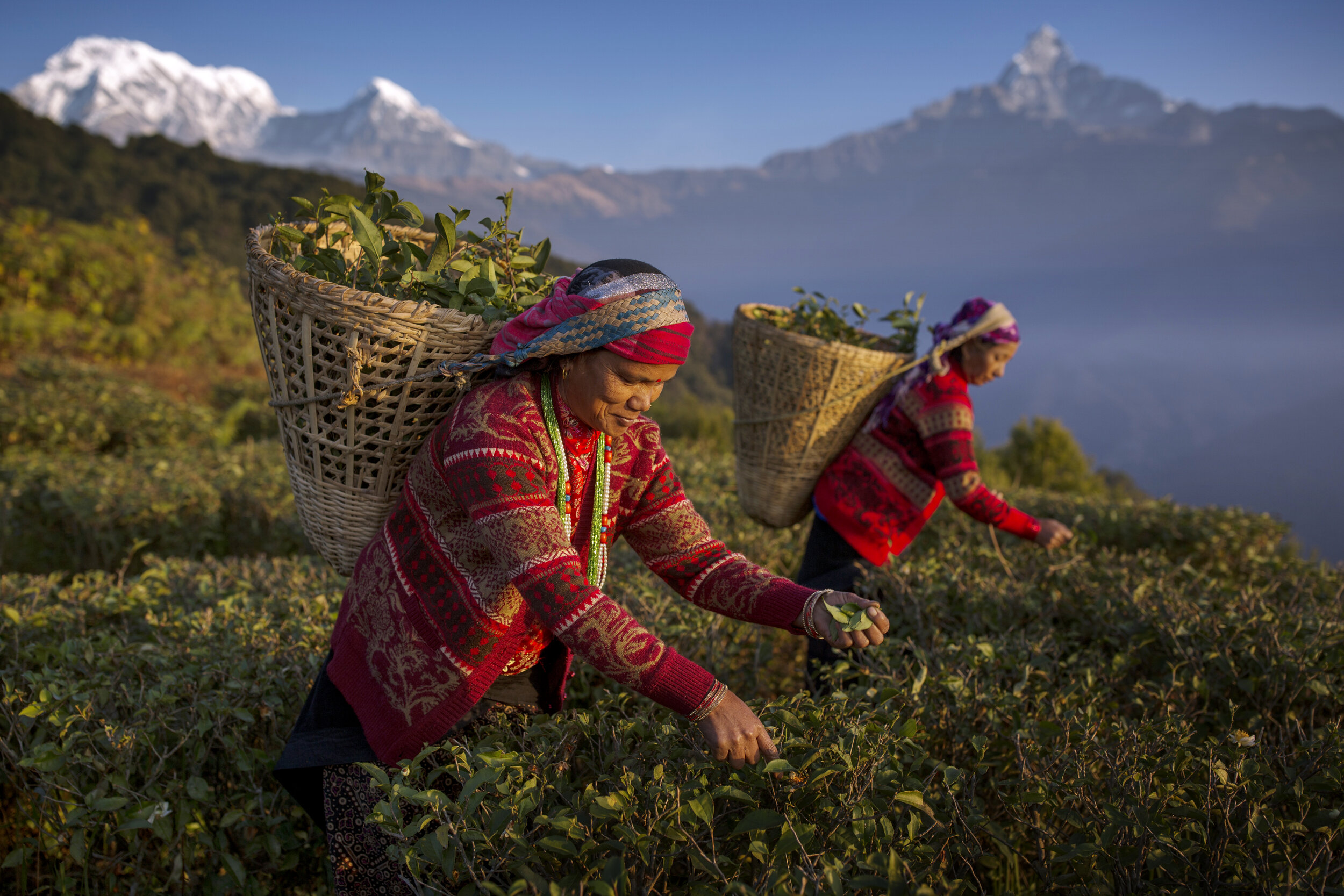  Himalayan tea farm / Nepal. 