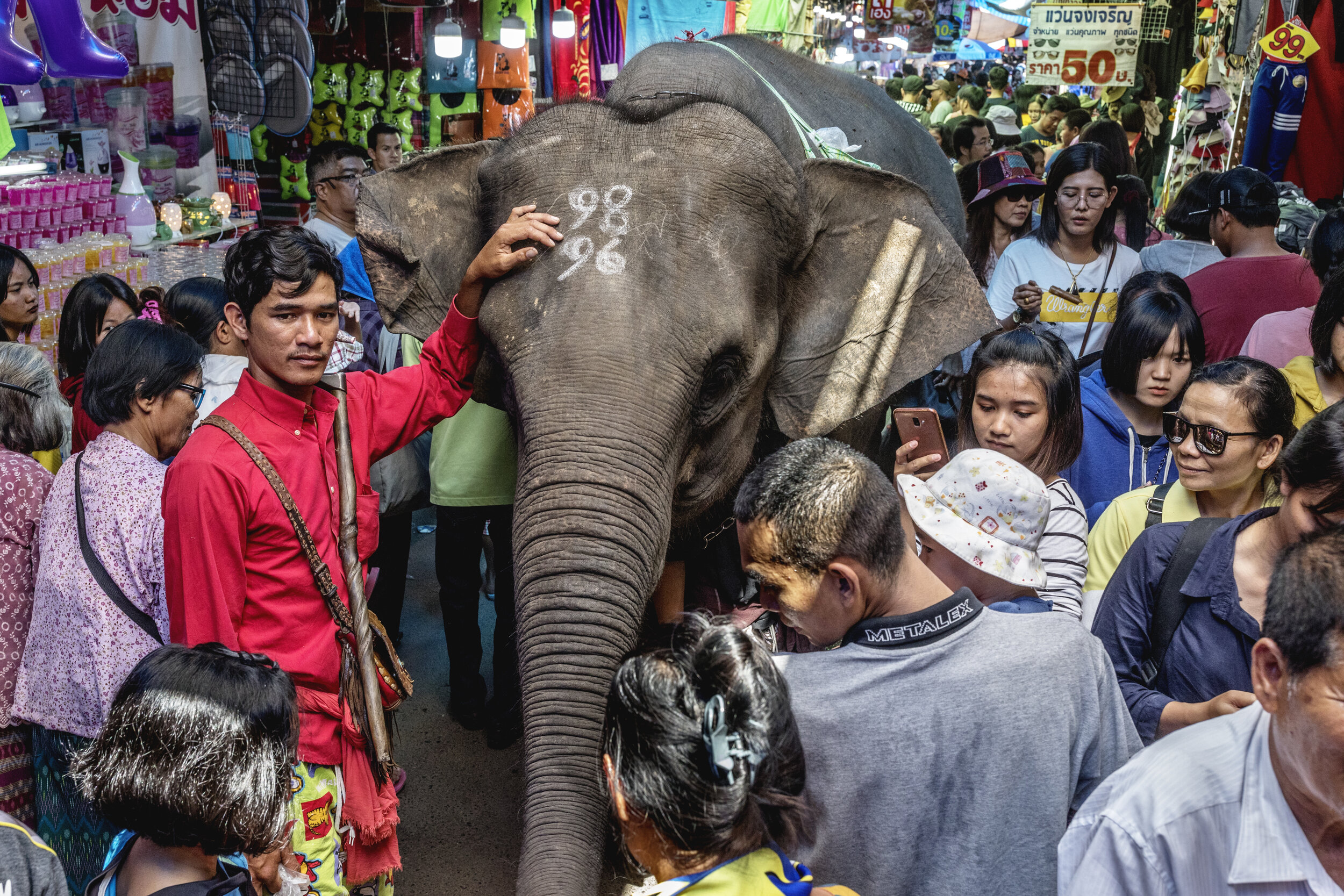  An elephant walks through a local market in Isaan / North-Eastern Thailand. 