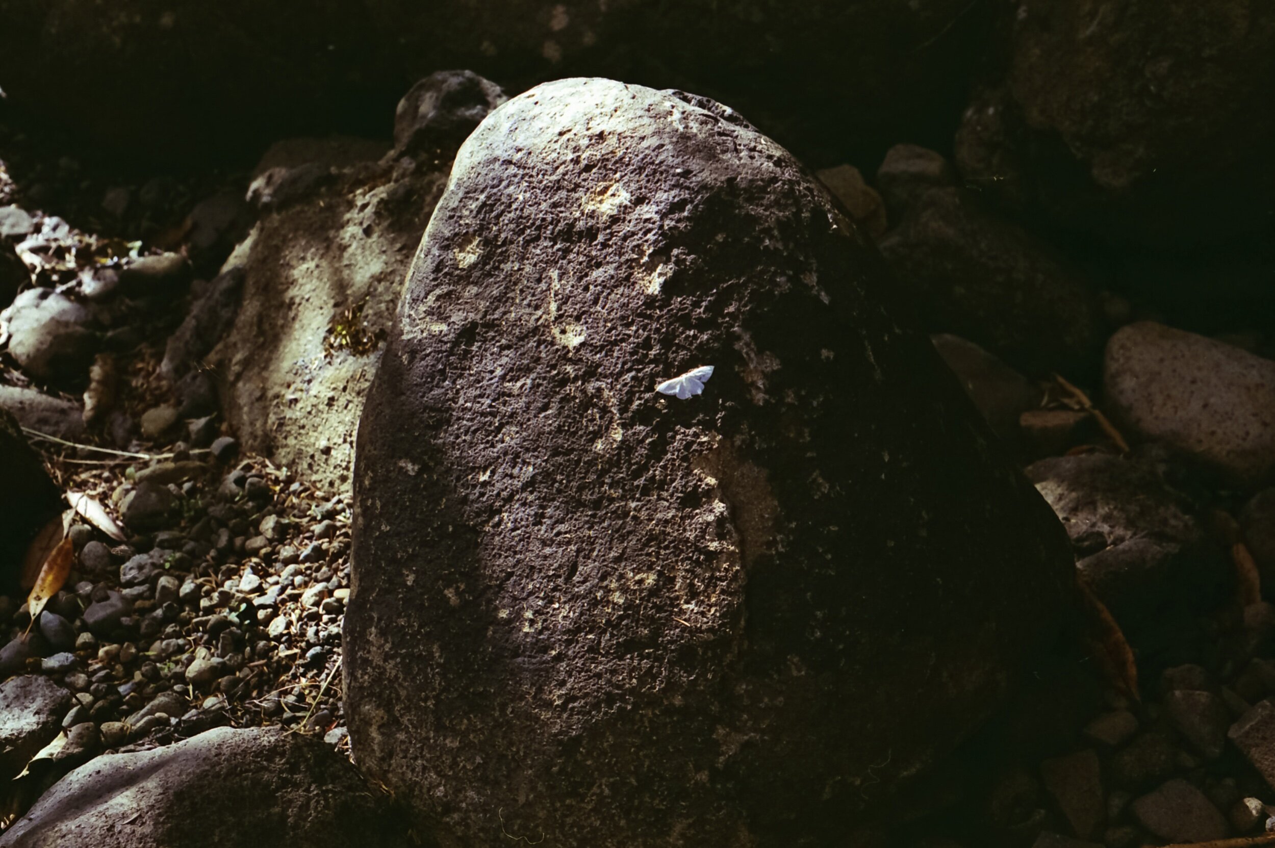 Maisy McLeod-Kiera Ultra 400 01 (8).jpeg