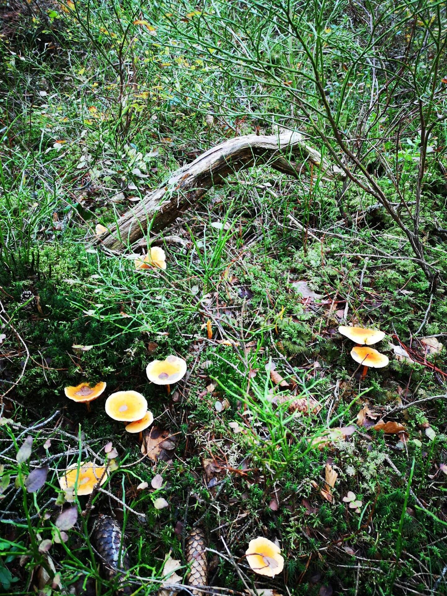 Skogen byr på mye sopp og bær på høsten