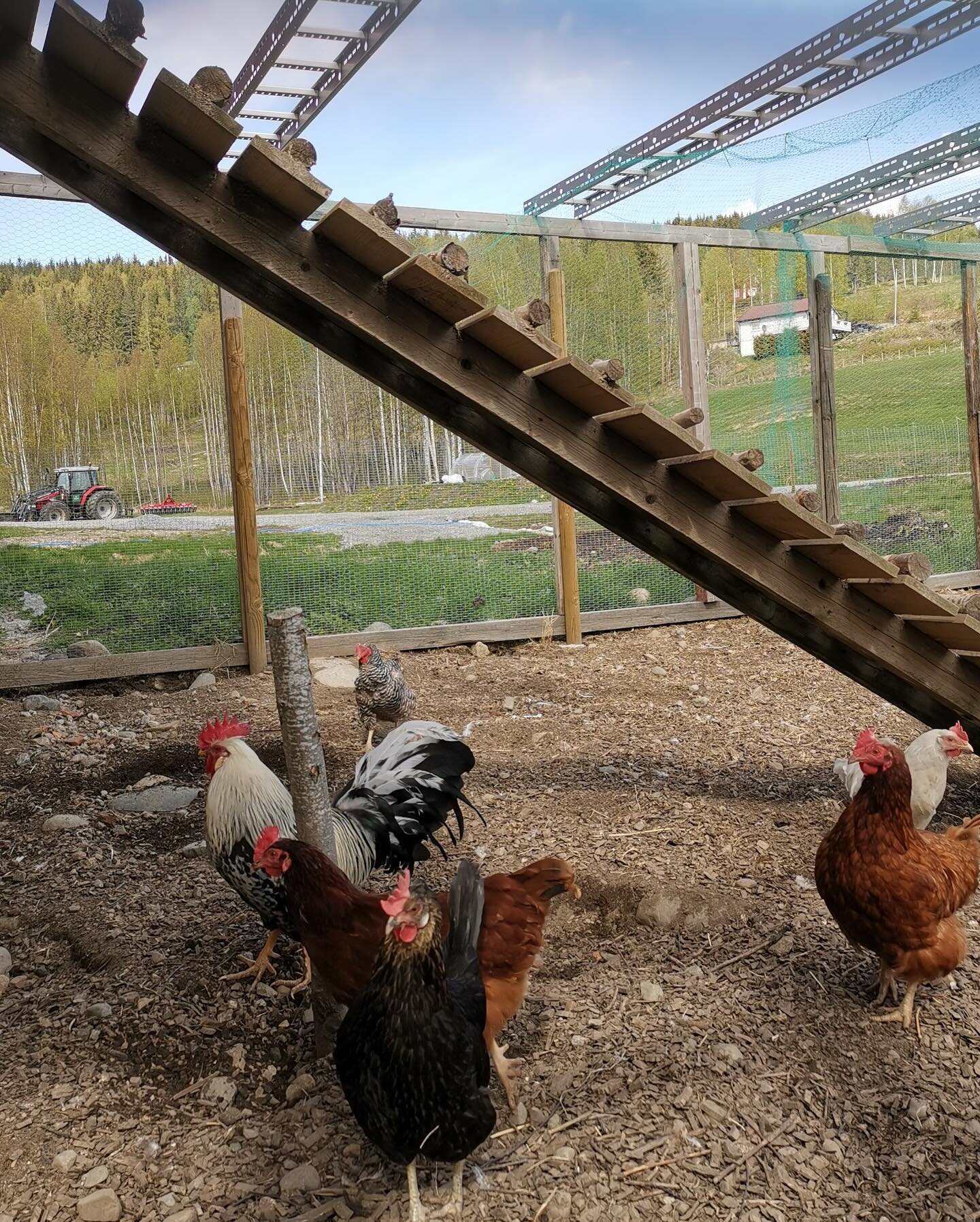 Mangler du egg? 🥚Fortvil ikke - vi har h&oslash;ner som forsyner oss og v&aring;re medlemmer med ferske egg hver dag🐓 

Visste du at v&aring;re h&oslash;ner er av ulike norske raser? Lys Sussex, hvit italiener, r&oslash;d Rhode Island, sort Menorca